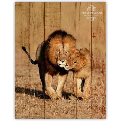 Картина на досках ZOO  — Лев и львица